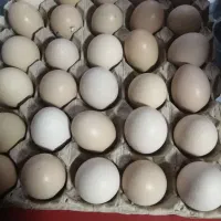 جوجه