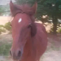 کره اسب زیبا