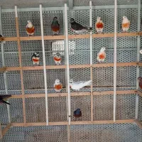 کبوتر پرشی
