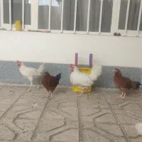 جوجه.مرغ