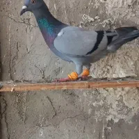 کبود نر