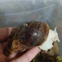 فروش جزئی و کلی حلزون آچاتینا