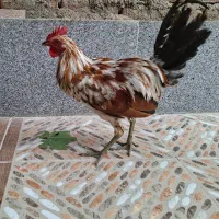 خروس جوان گلین لری