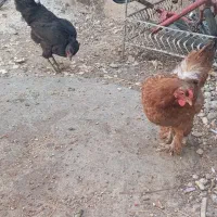 مرغ