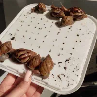 حلزون آفریقایی غول پیکر