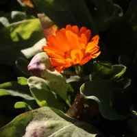 عکاسی در فضای باز