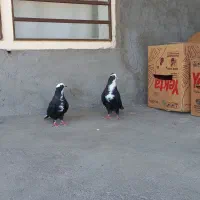 چندعددکبوتر همگی سالم وسرحال