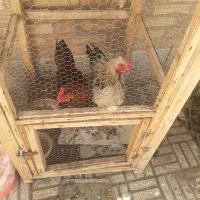 دو عدد خروس ۸ماه