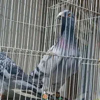کفتر