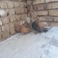 سه عدد کفتر مایه