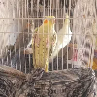 عروس هلندی