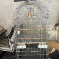 قفس طوطی ، کاسکو ، عروس هلندی