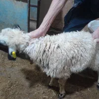 پخش گوسفند و بره زنده جهت انواع مراسمات