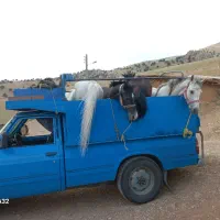 چهاراسب مادیان درجه ۱ ب فروش می رسد