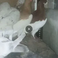 کبوتر
