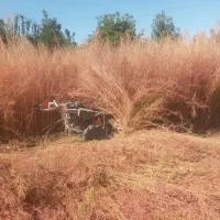 چیدن گشنیز با دستگاه