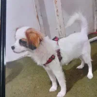سگ.