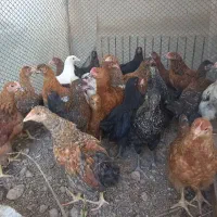 جوجه مرغ و خروس