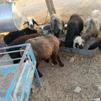 فروش میش و بره