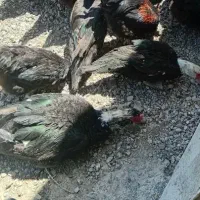 اردک استرائیلی