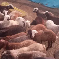 بره‌نر27عدد