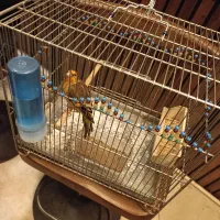 سیره قناری ۲ساله مست