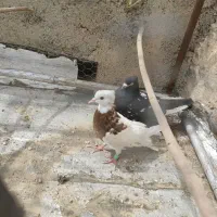 طوقی نر قوقری