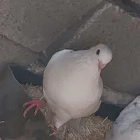 کبوتر
