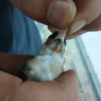 سهره  چونه سفید
