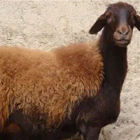 فروش گوسفند و معاوضه با ماشین