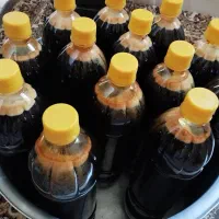 شیره انگور