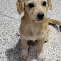 pet