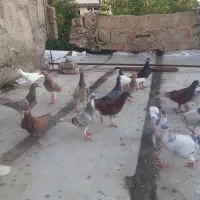 ۲۵تاجوجه