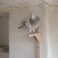 کبوتر ماده کله   سوسنی ترنج دار