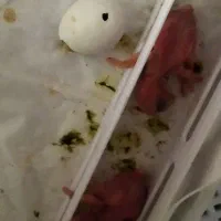 جوجه شاه طوطی سرلاکی