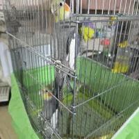 یه جفت عروس هلندی همراه تمام وسایل