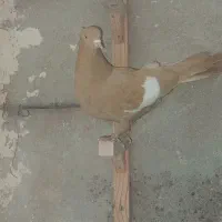 کفتر ماده بهبهانی