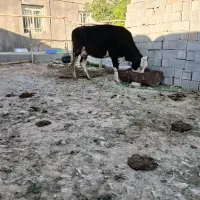 گاو شیر سیمنتال