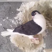 کبوتر کفتر ساده سیاه ماده