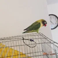 کوتوله برزیلی دستی خوشگل . فیشر