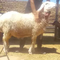 قوچ همو و بره هترو