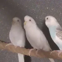 دو جفت مرغ عشق هلندی