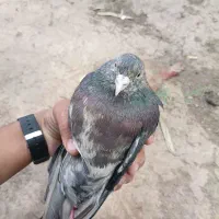 کفتر هفت رنگ