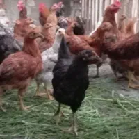 فروش مرغ وجوجه