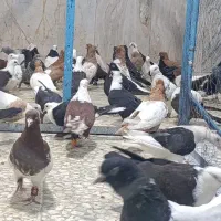۱۰۰ تا کبوتر رنگی