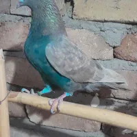 کبوتر