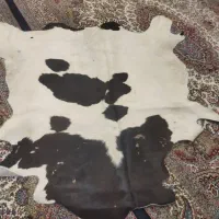پوست گاوی دباقی شده