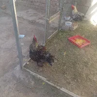 خروس