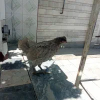 یک مرغ ویک خروس