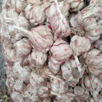 سیر بذر ای خشک